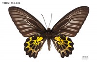 藏品(黃裳鳳蝶)的圖片